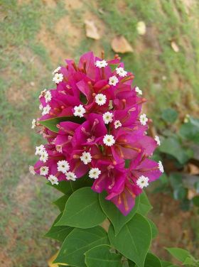 Bougainvillea Veranera flowers and trees in and around San Juan del Sur Nicaragua – Best Places In The World To Retire – International Living